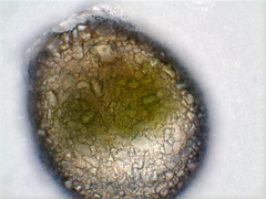 Netzelia tuberculata