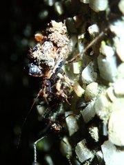 Acanthaspis westermanni