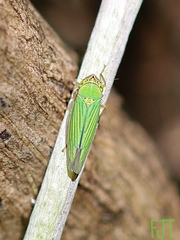 Chlorogonalia losoplanensis