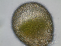 Netzelia tuberculata