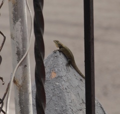 Sceloporus