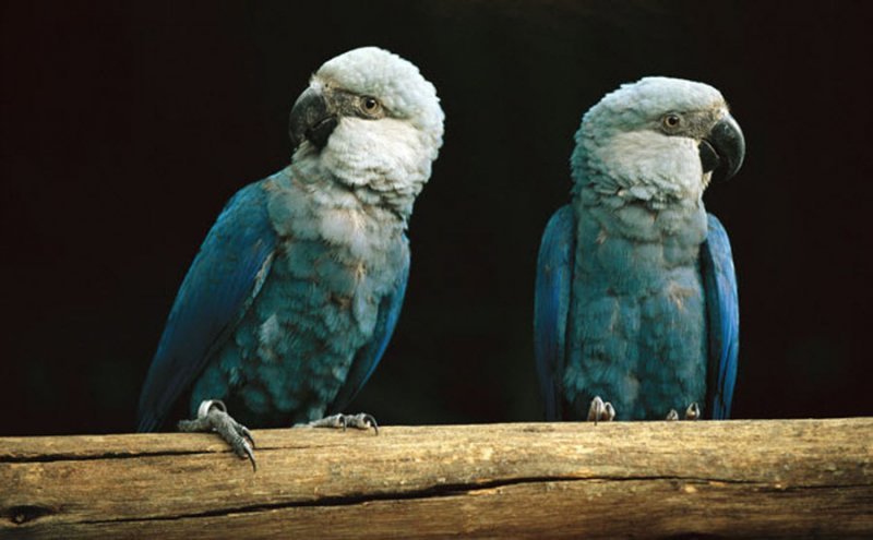 Spix's Macaw illustration