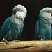 Spix's Macaw - Photo (c) Etna 1984, some rights reserved (CC BY-SA)