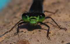 Pseudagrion deningi