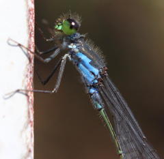 Pseudagrion deningi