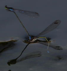Pseudagrion deningi