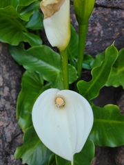Zantedeschia odorata