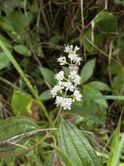 Miconia laevigata
