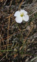 Heliophila carnosa