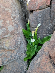 Zantedeschia odorata