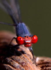 Pseudagrion sublacteum sublacteum