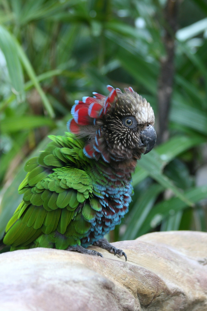 Deroptyus