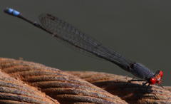 Pseudagrion sublacteum sublacteum