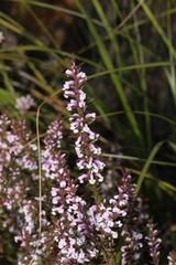 Muraltia juniperifolia