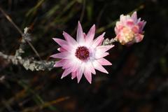 Syncarpha canescens canescens