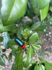 Stenaspis verticalis insignis