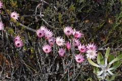 Syncarpha canescens canescens