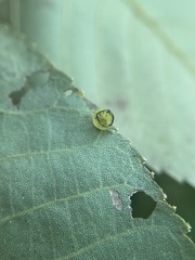 Caryomyia flaticrustum