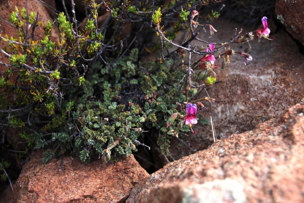 Dassie Buchu