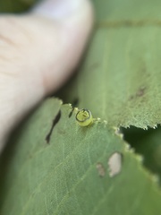 Caryomyia flaticrustum