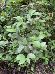 Coccoloba pyrifolia
