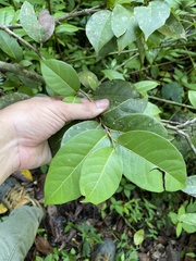 Coccoloba pyrifolia