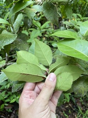 Coccoloba pyrifolia
