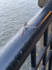 Stylurus plagiatus
