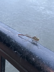 Stylurus plagiatus