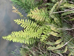 Blechnum novae-zelandiae
