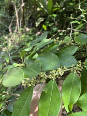 Casearia sylvestris