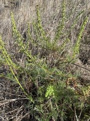 Artemisia campestris pacifica