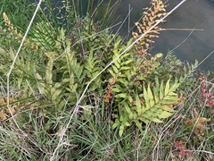 Blechnum novae-zelandiae