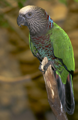 Red-Fan Parrot photo 5