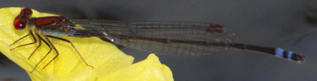 Variable Sprite