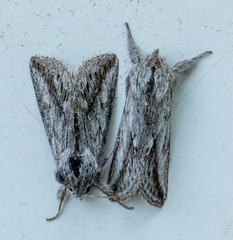 Pleromelloida cinerea