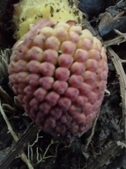 Langsdorffia hypogaea