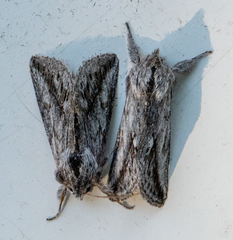 Pleromelloida cinerea