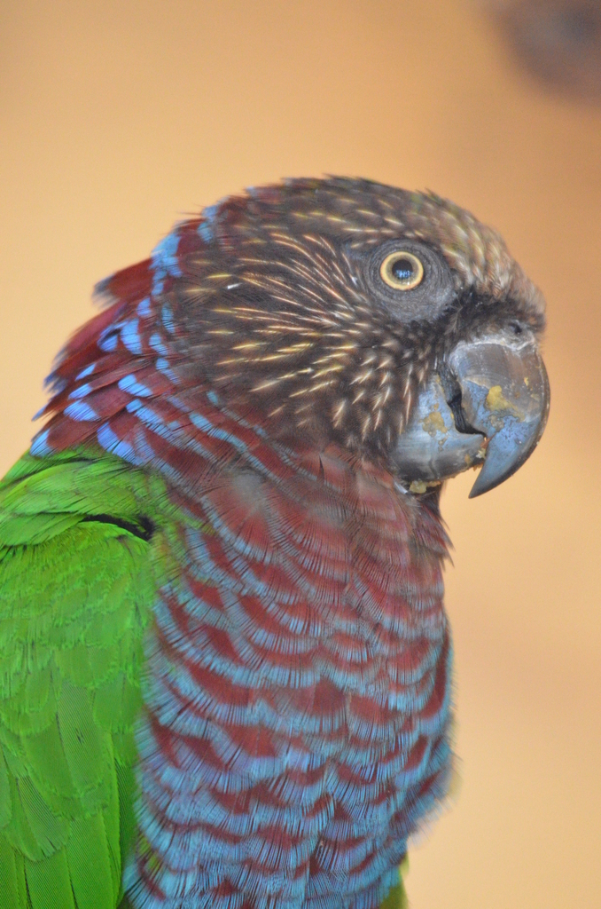 Red-fan Parrot