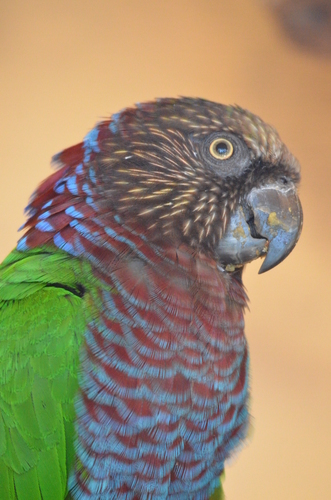Red-fan Parrot