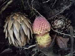 Langsdorffia hypogaea