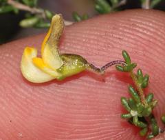 Aspalathus biflora biflora