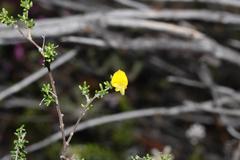 Aspalathus biflora biflora