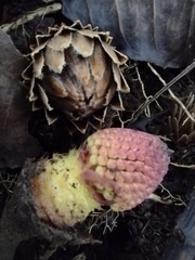 Langsdorffia hypogaea