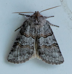 Ceranemota tearlei