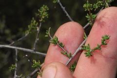 Aspalathus biflora biflora