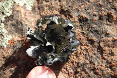 Xanthoparmelia hottentotta