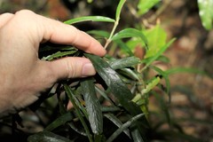 Atractocarpus chartaceus