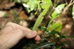 Atractocarpus chartaceus