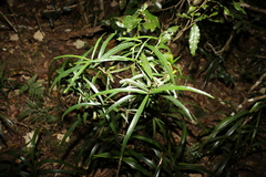 Atractocarpus chartaceus